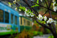 大島桜が咲く頃に…②