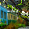 大島桜が咲く頃に…②