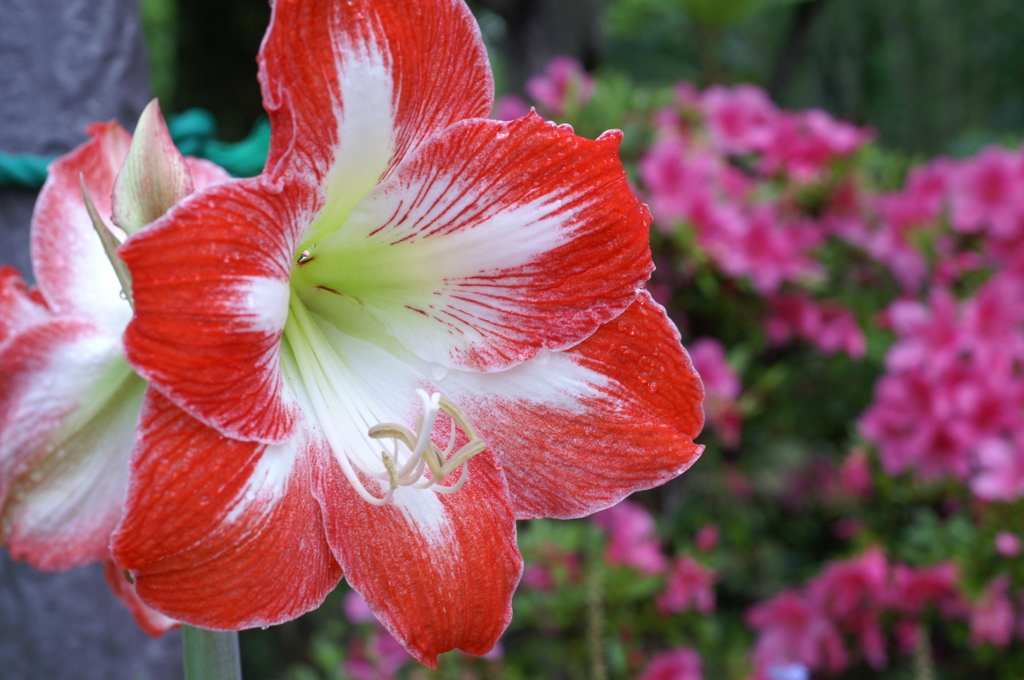 途中下車のぶら散歩 6/3 ④ PICT2729