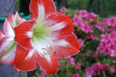 途中下車のぶら散歩 6/3 ④ PICT2729