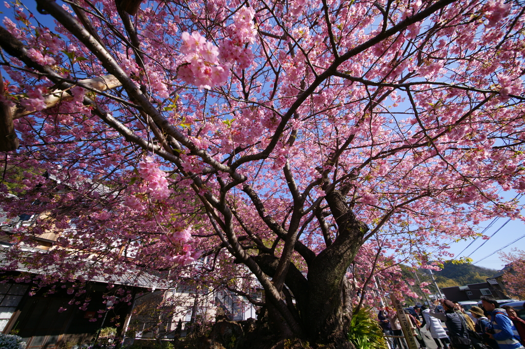 河津桜の原木 2016 2/21 DSC02990