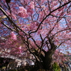 河津桜の原木 2016 2/21 DSC02990