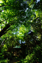 神秘的な苔寺～妙法寺～⑩