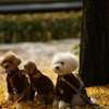 黄葉・紅葉 ぶら散歩 国営昭和記念公園 2015 11/15DSC00299