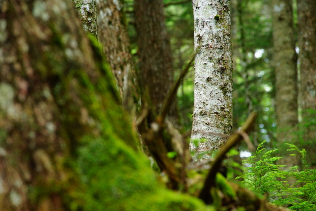 白駒の苔の森 2016 8/17 DSC07467