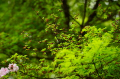 北鎌倉 ぶら散歩 2016 4/10 DSC08621