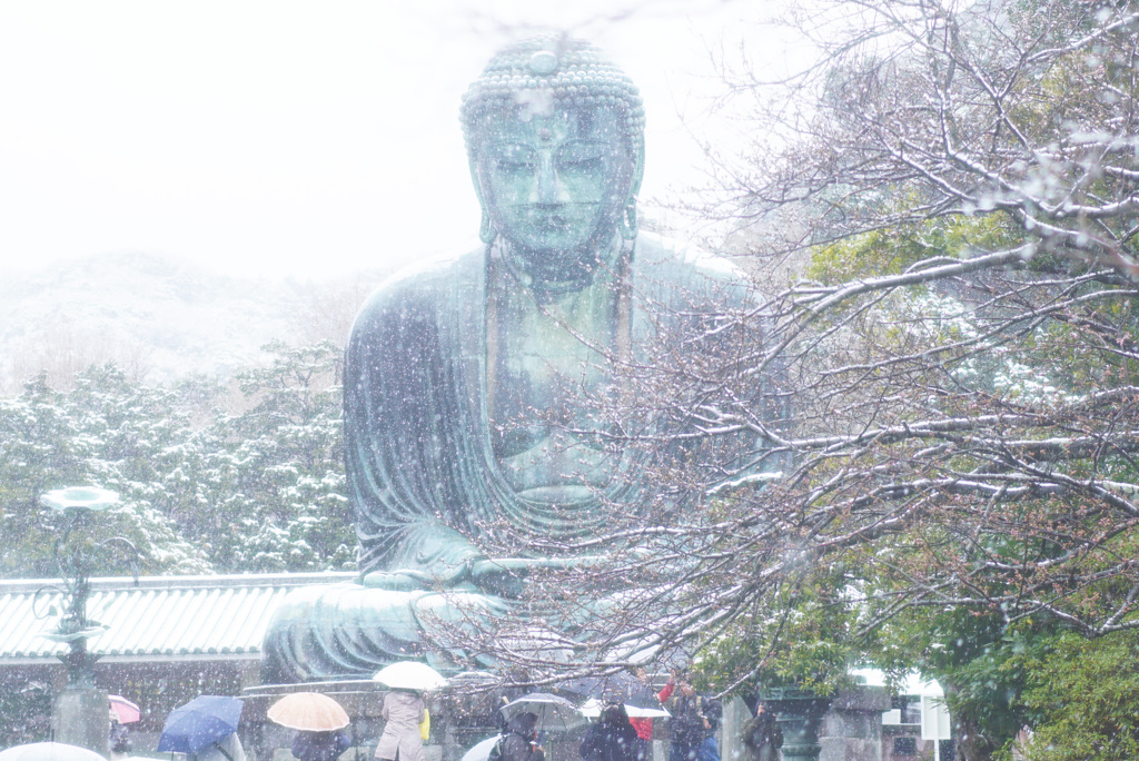 春の雪と長谷の大仏