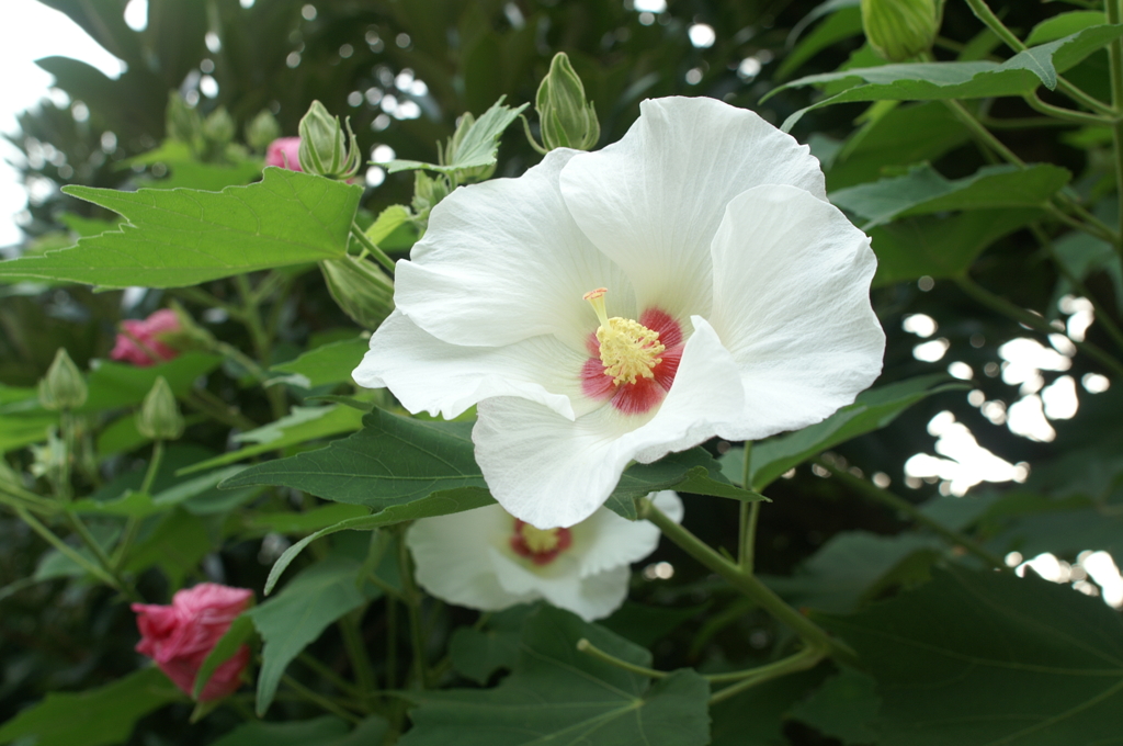 ぶら散歩 藤沢 8/21 PICT4226