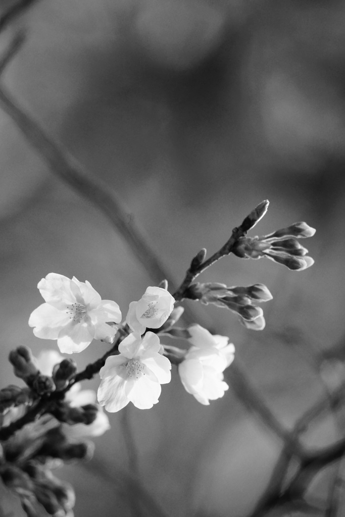 ぶらっと広町へ～桜～②