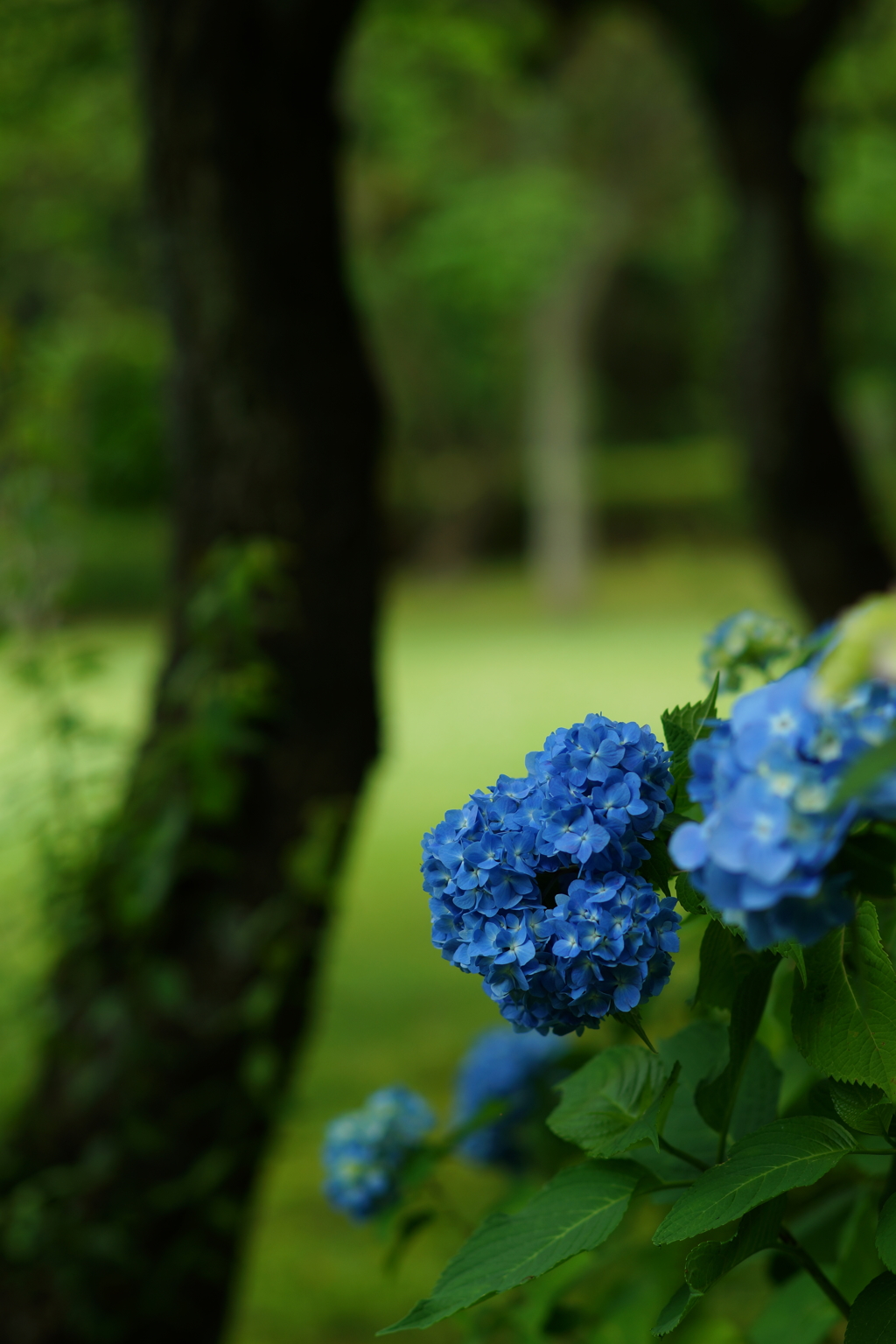 紫陽花ぶら散歩 大庭城址公園 2016 5/28 DSC03078