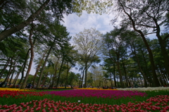 いざ、国営ひたち海浜公園 2016 4/23 DSC05621