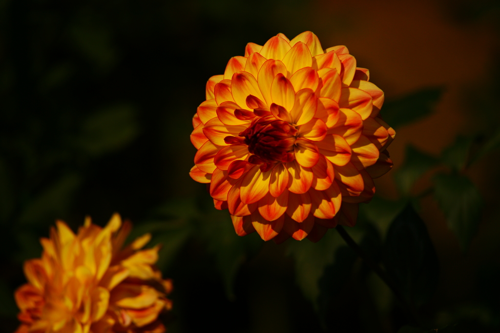 ぶら散歩 神代植物公園 2015 10/12 DSC08544