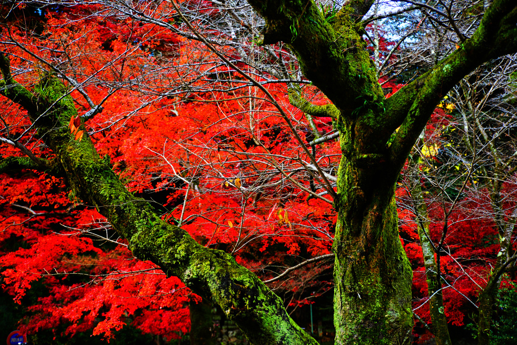深緑と深紅に魅せられて ②