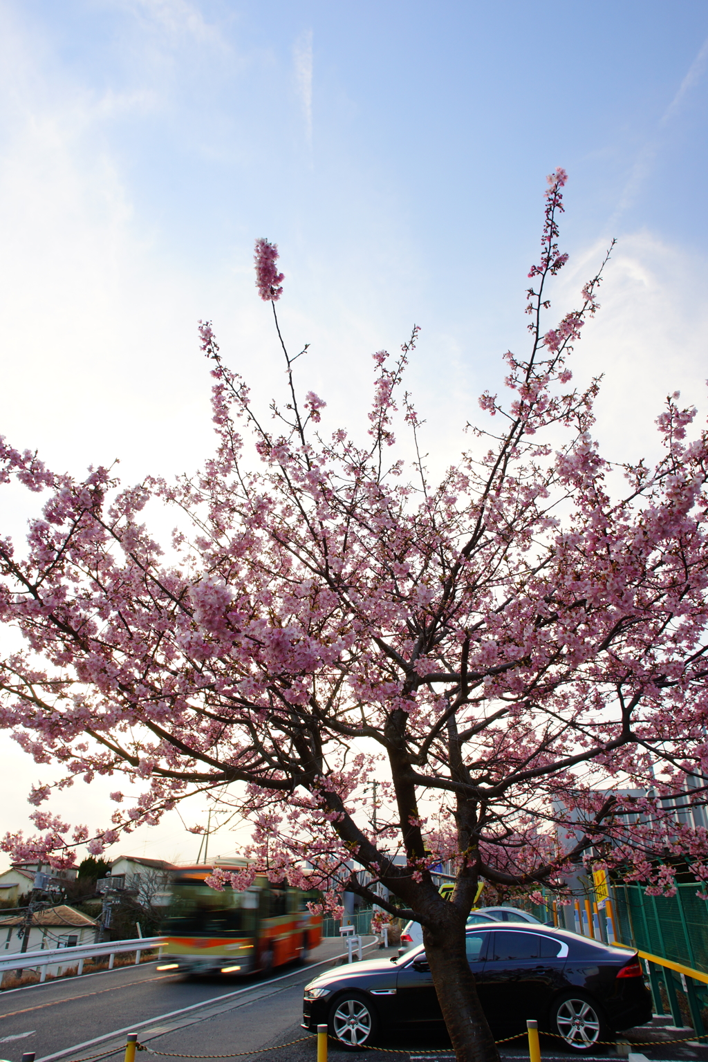 片瀬山の河津桜...空を覆う雲の様に ②