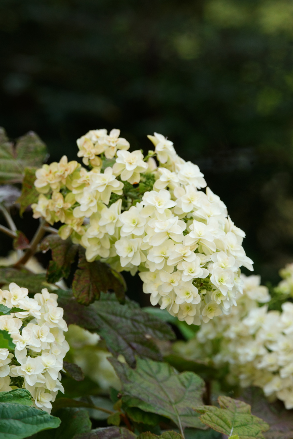 柏葉紫陽花 ぶら散歩の収穫 2016 6/18 DSC03620