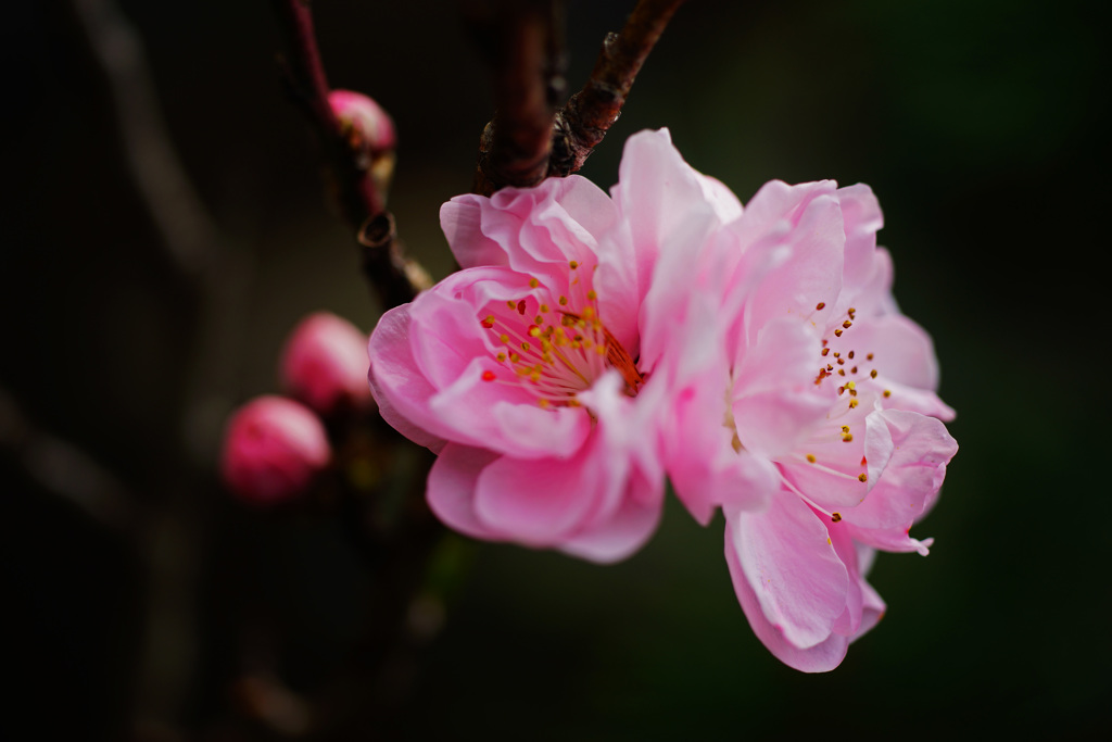 開花した花桃にウインクされたら素通りできないね… ②