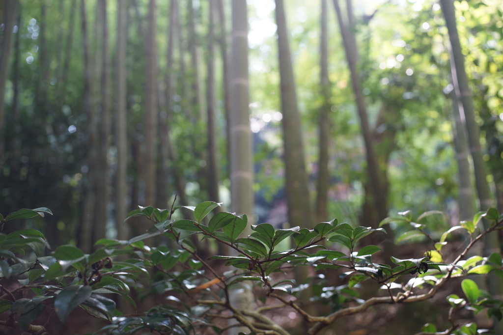 ぶら散歩東慶寺 2015 10/24 DSC00665