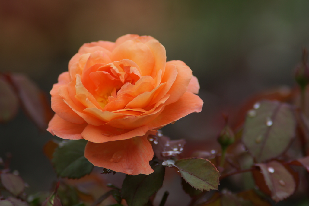 雨上がりの花菜ガーデンにて 6/27 DSC01550