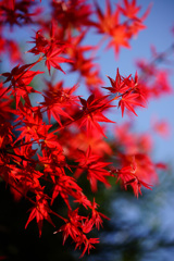 ぶらっと北鎌倉～春紅葉～②
