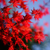 ぶらっと北鎌倉～春紅葉～②