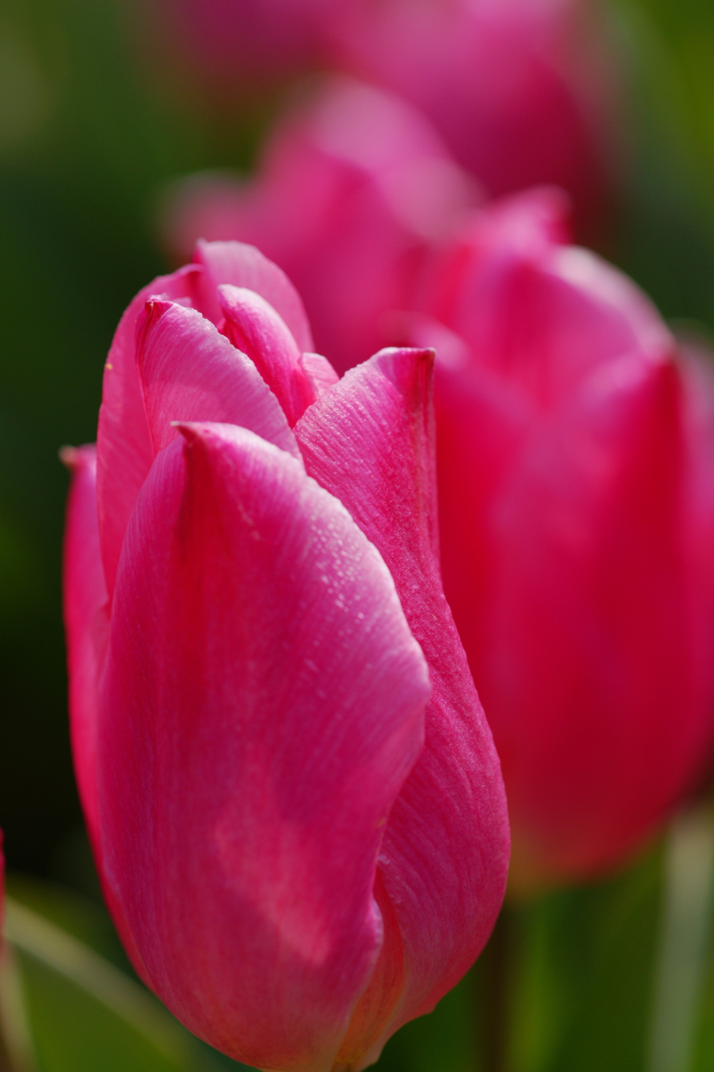 チューリップ 花菜ガーデン 2016 3/5 DSC03477