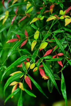 紅葉・黄葉 報国寺 境内 2016 8/20 DSC08271