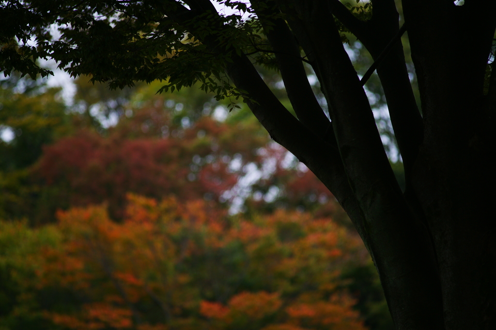 小さい秋 ぶら散歩 昭和記念公園 201510/10DSC07852