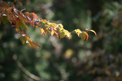 ぶら散歩 神奈川県立あいかわ公園 2015 11/3 DSC09910