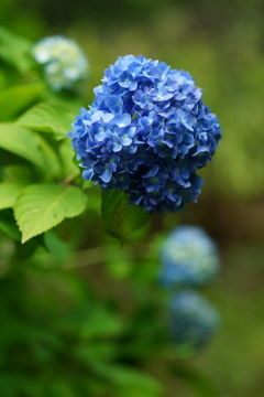紫陽花ぶら散歩 大庭城址公園 2016 5/28 DSC03040