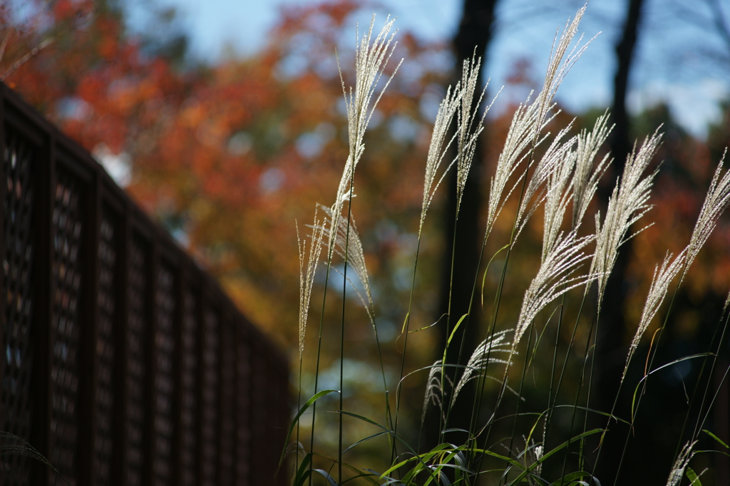 黄葉・紅葉 ぶら散歩 国営昭和記念公園 2015 11/15DSC00578