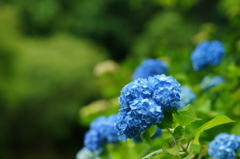 紫陽花ぶら散歩 大庭城址公園 2016 5/28 DSC03006