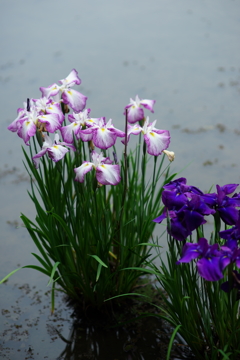 谷戸の花 2016 5/28 DSC03444