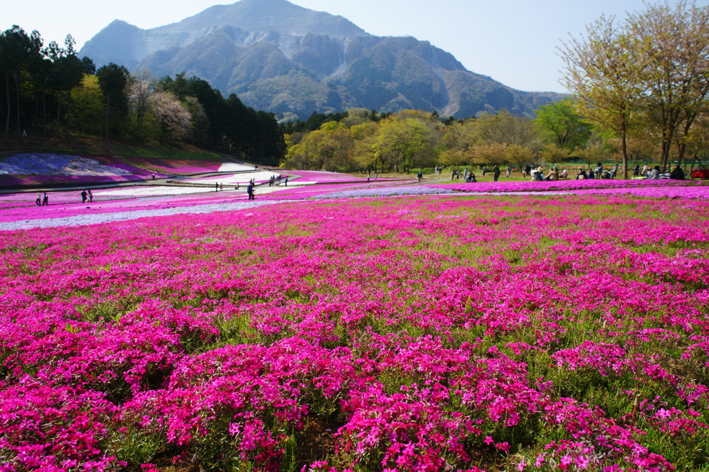 秩父 羊山公園　芝桜まつり2016 DSC04548