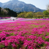 秩父 羊山公園　芝桜まつり2016 DSC04548