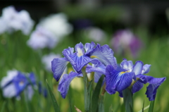 横須賀菖蒲園にて 6/6 DSC00373