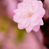 ぶらっと北鎌倉～花桃～