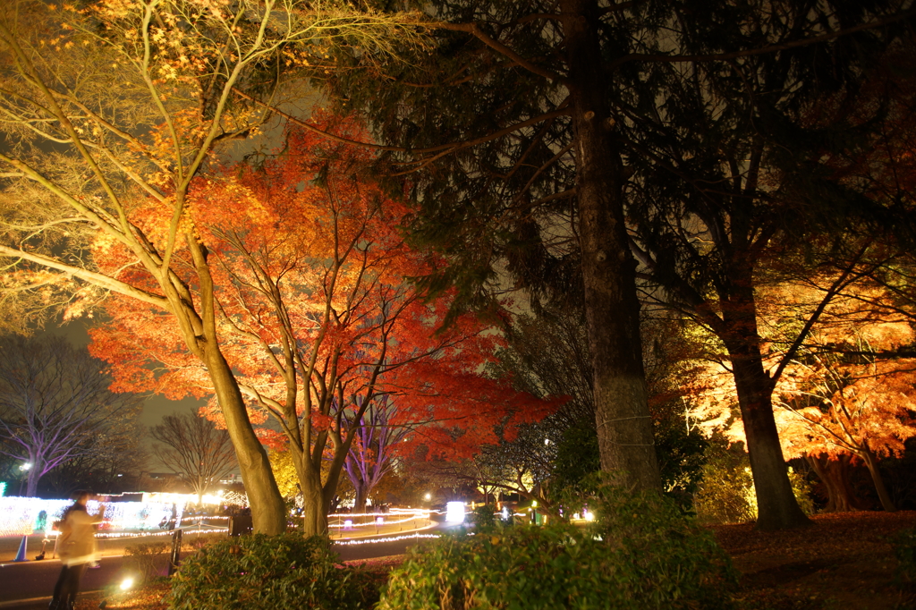 国営昭和記念公園 Winter Vista Illumination 2015 