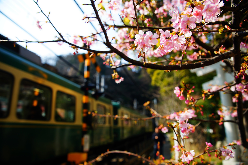 河津桜の横を緑の風が通りすぎて...