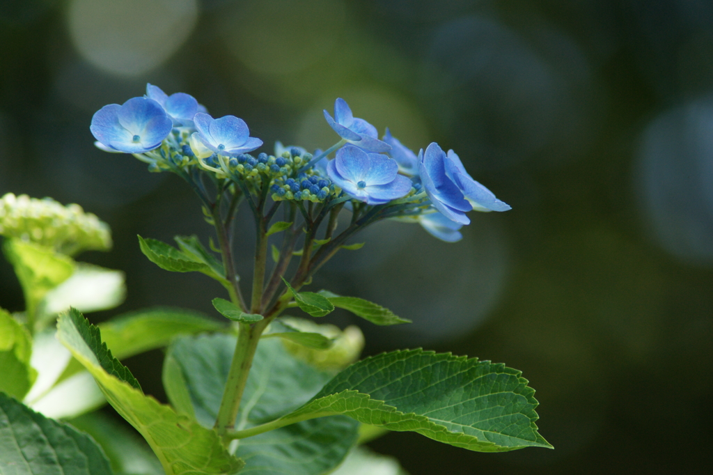 横須賀菖蒲園にて 6/6 DSC01045