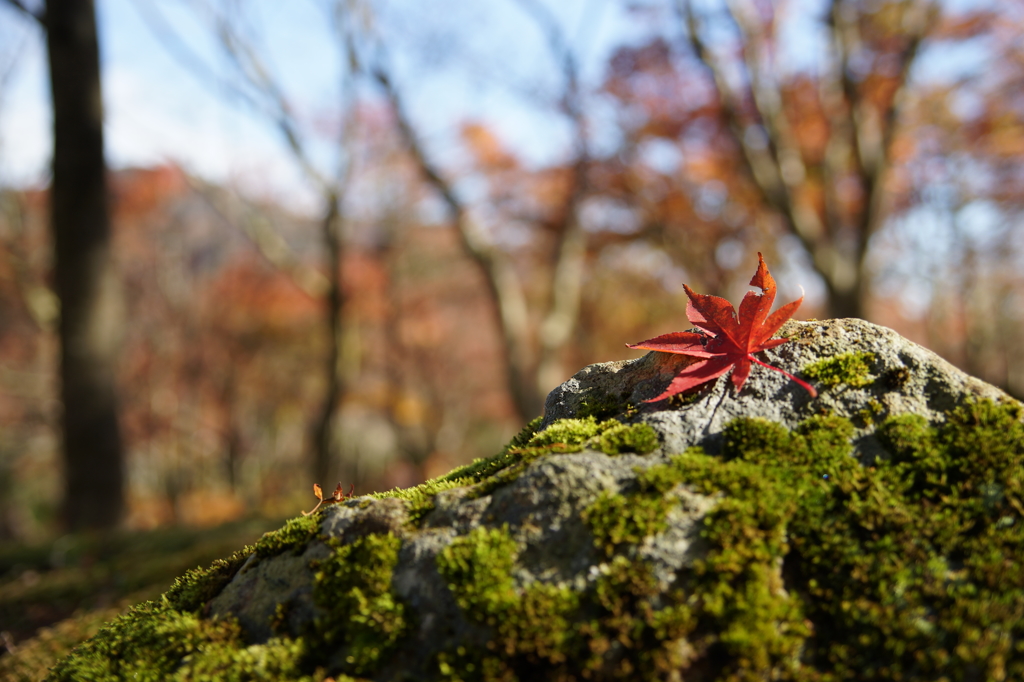 箱根美術館 ぶら散歩 2015 11/21 DSC01849