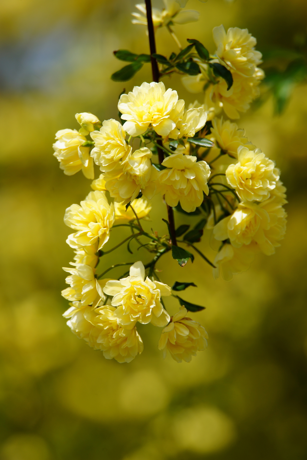 薔薇色の光に癒されて ①