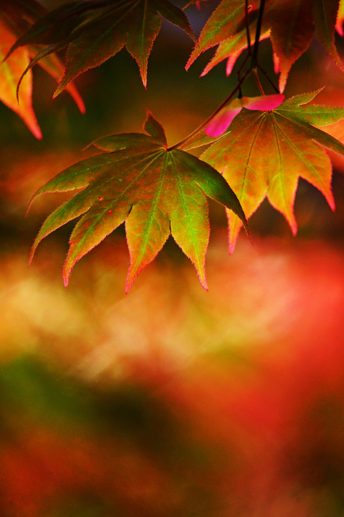 春紅葉を楽しまないなんて…勿体ない