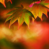 春紅葉を楽しまないなんて…勿体ない