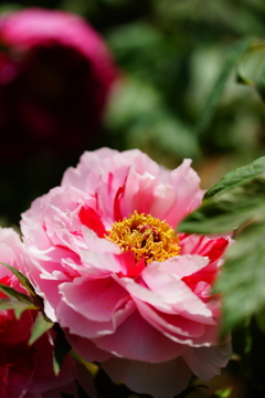 街中で見かけた春の花々 ⑤