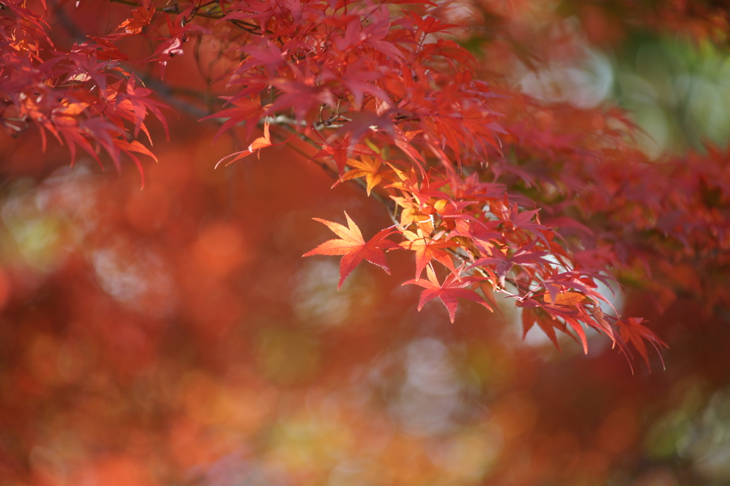 黄葉・紅葉 ぶら散歩 国営昭和記念公園 2015 11/15 DSC00746