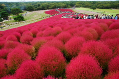 コキア～国営ひたち海浜公園～