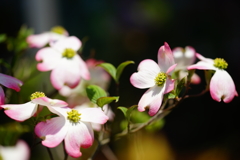 街中で見かけた春の花々～ハナミズキ～③