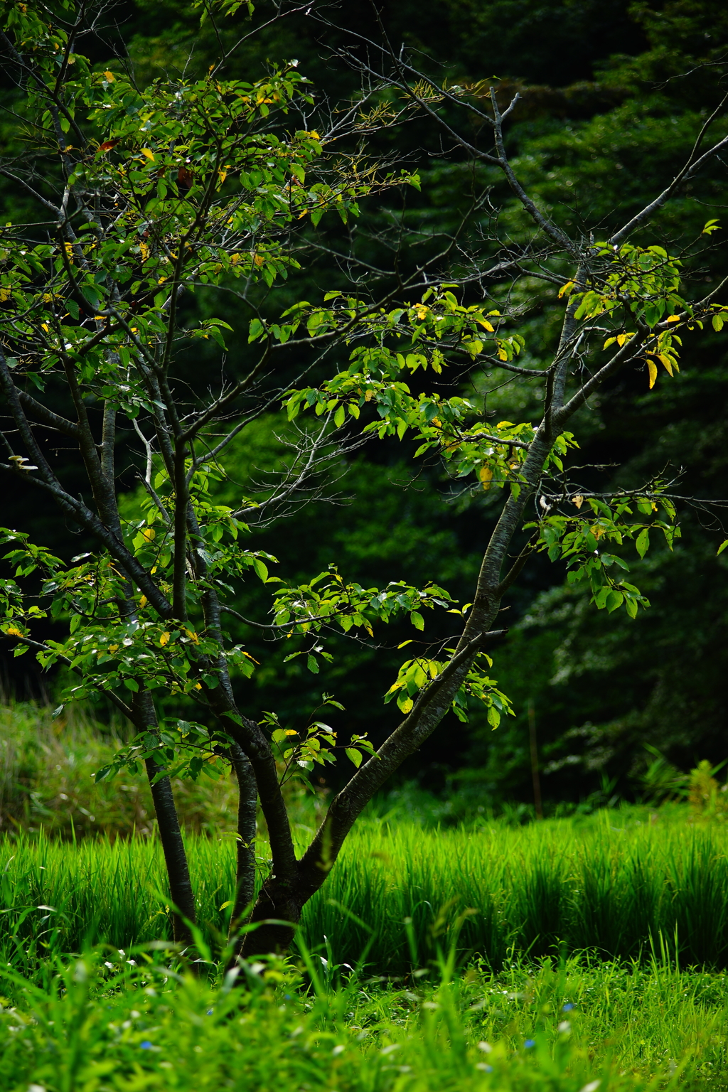 広町の水田 DSC09090