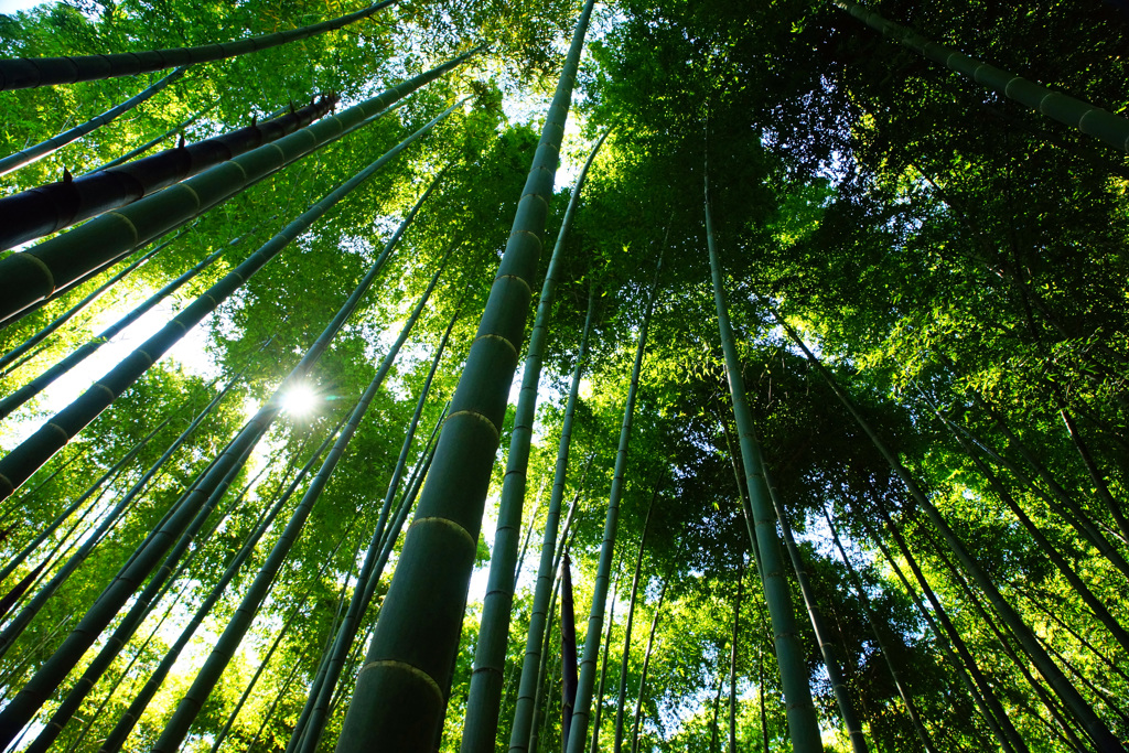 緑の光に癒されて...天高く