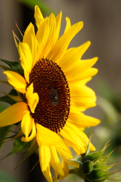 向日葵 朝ぶらの収穫 2016 6/19 DSC03705